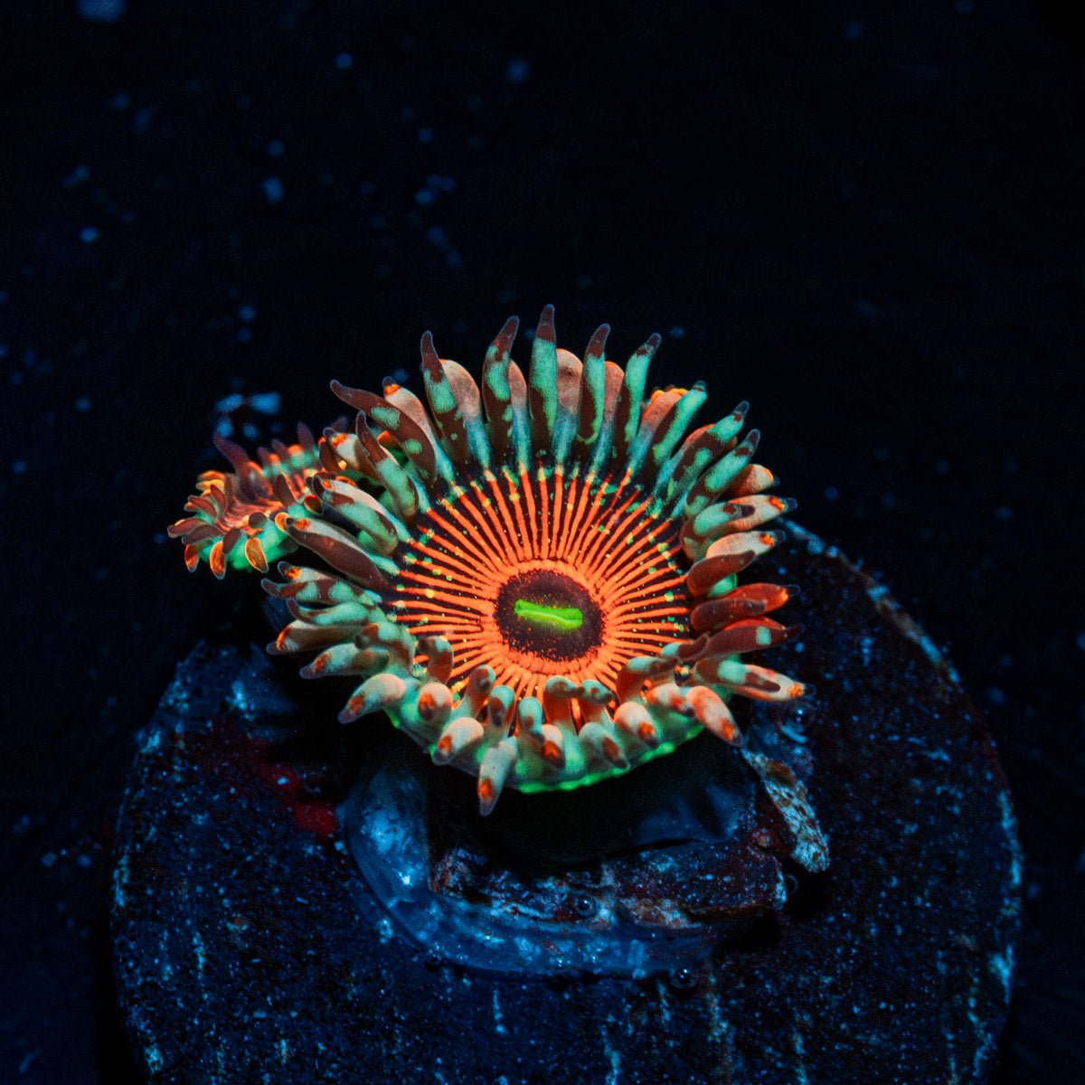 Seduction Zoanthid - riptide aquaculture llc