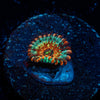 Seduction Zoanthid - riptide aquaculture llc