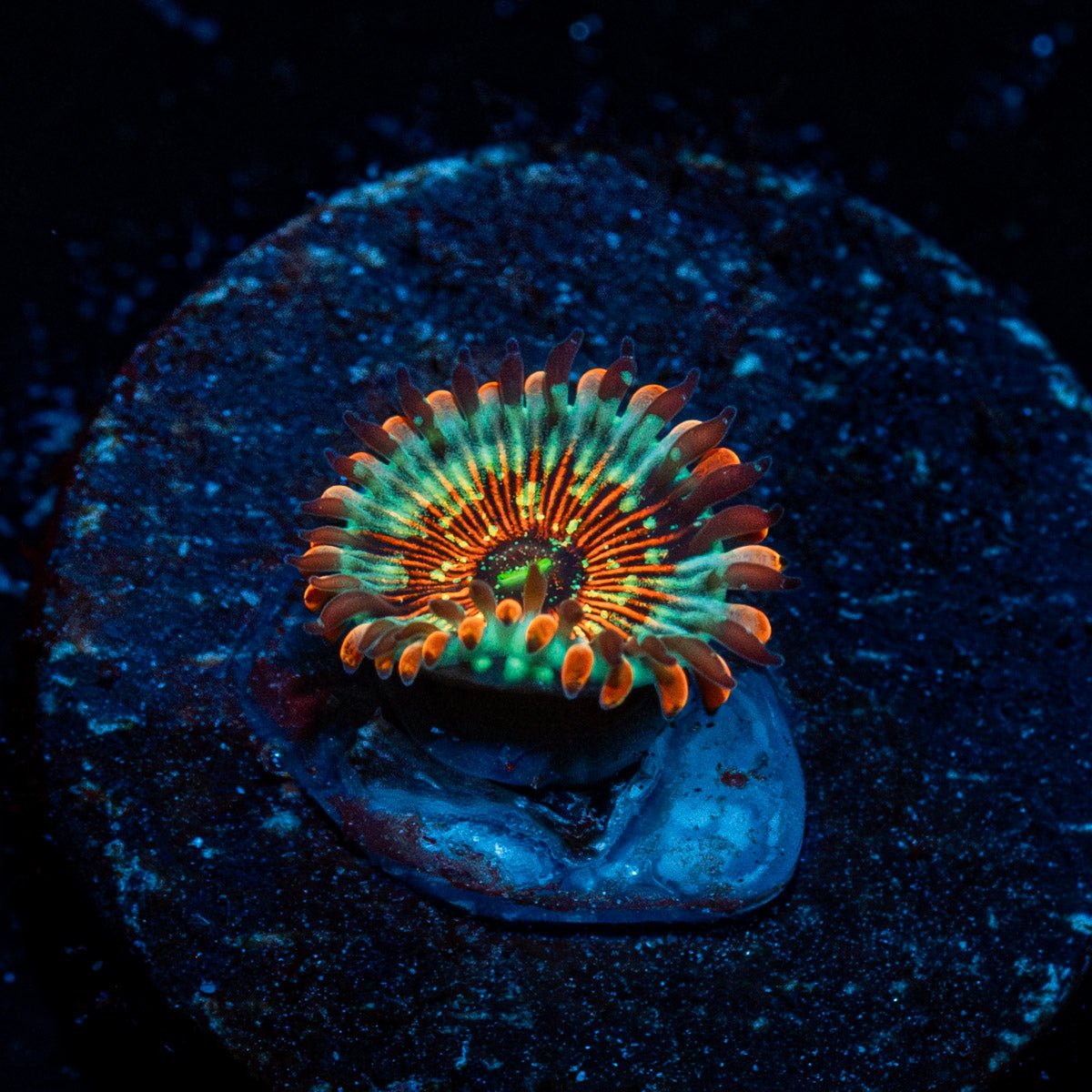 Seduction Zoanthid - riptide aquaculture llc
