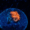 Utter Chaos Zoanthid - riptide aquaculture llc