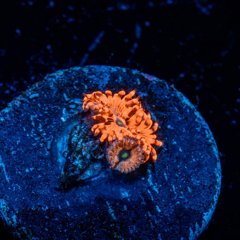Utter Chaos Zoanthid