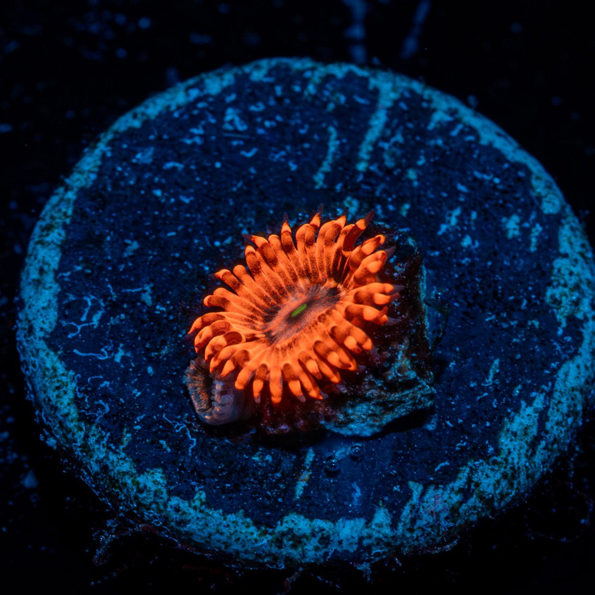 Utter Chaos Zoanthid - riptide aquaculture llc