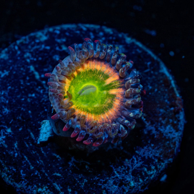 Funny D's Zoanthid