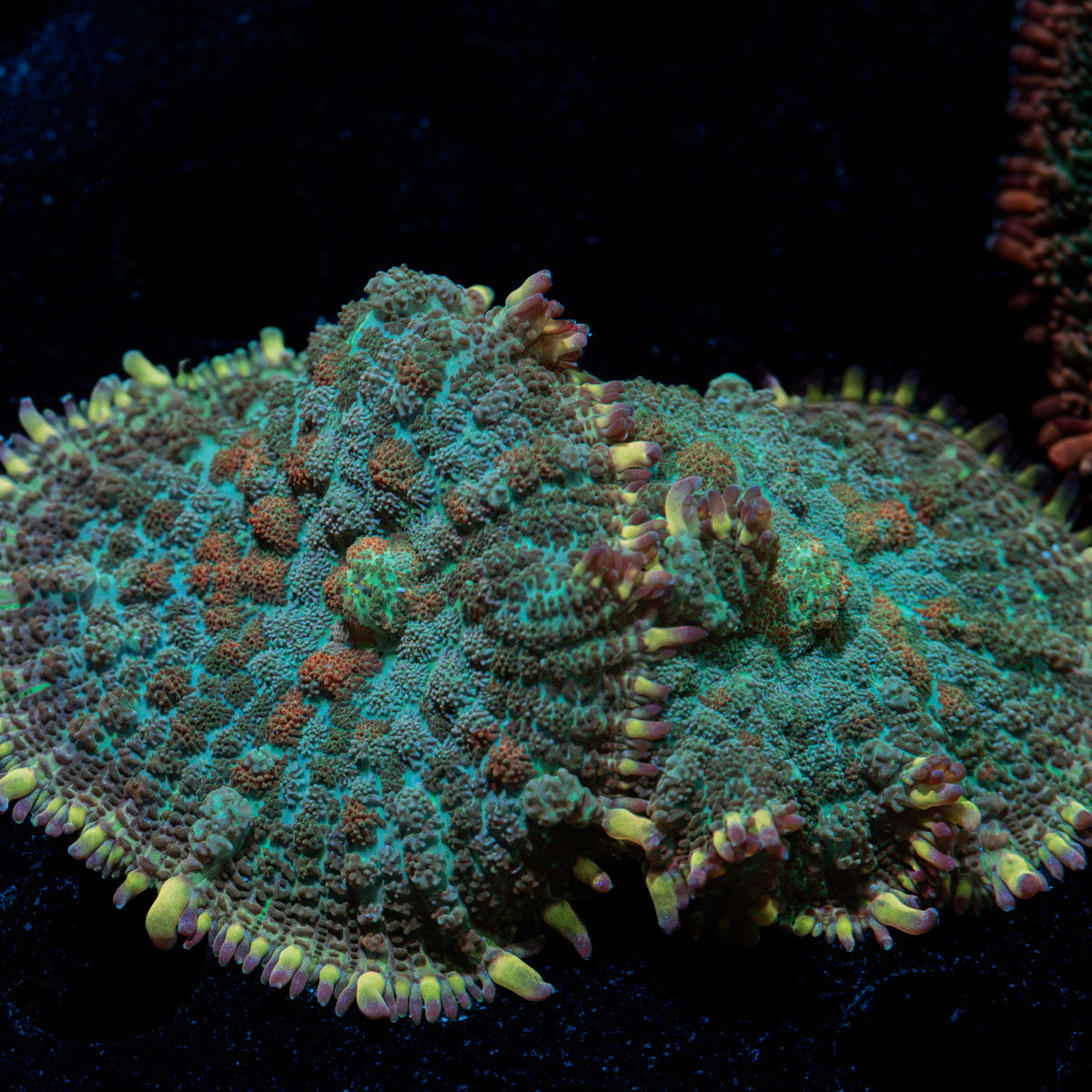 Tropic thunder Mushroom with mushroom disc in reef aquarium