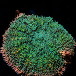 Frankenstein Mushroom coral with distinctive mushroom disc in reef aquarium