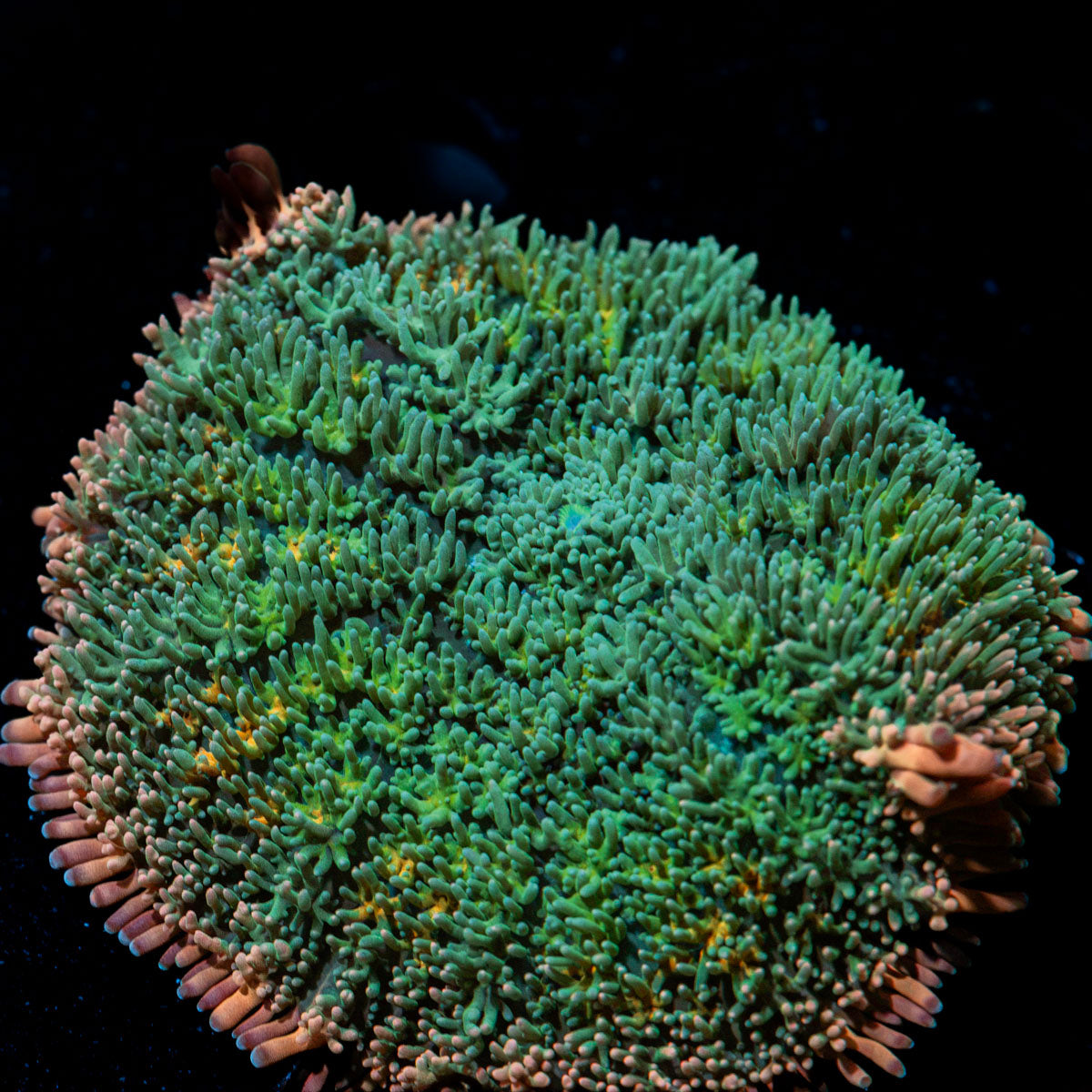 Frankenstein Mushroom coral with distinctive mushroom disc in reef aquarium
