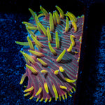 Martian Thunderstorm Diaseris Plate coral with unique plate structure in reef aquarium