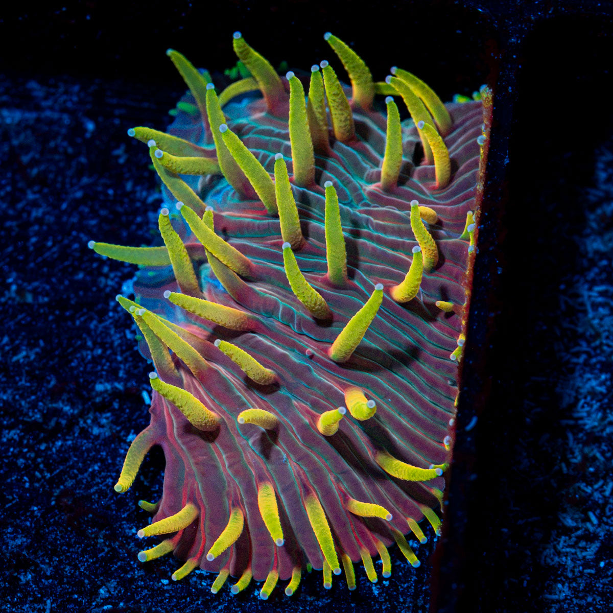 Martian Thunderstorm Diaseris Plate coral with unique plate structure in reef aquarium