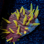 Martian Thunderstorm Diaseris Plate coral with unique plate structure in reef aquarium