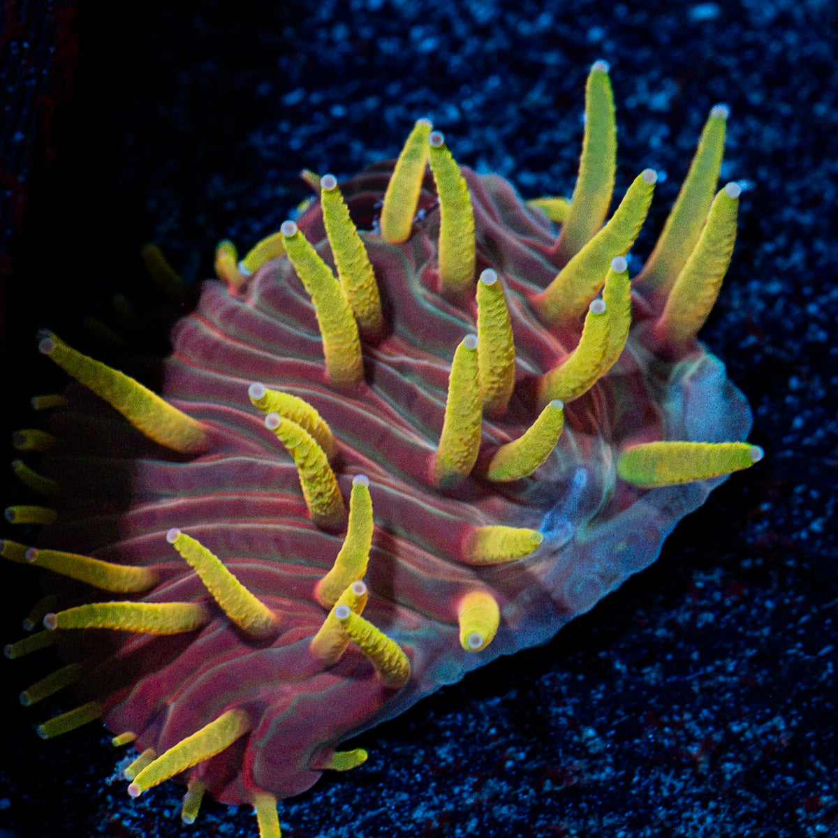 Martian Thunderstorm Diaseris Plate coral with unique plate structure in reef aquarium