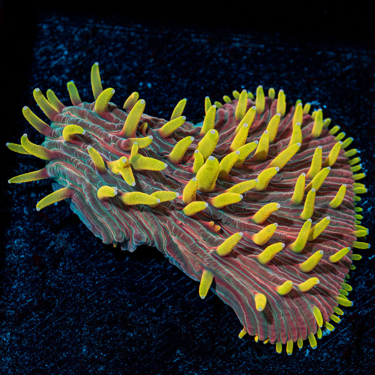 Martian Thunderstorm Diaseris Plate coral with distinctive plate-like growth in reef aquarium