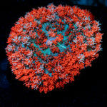Saint Thomas Mushroom Coral with mushroom disc in reef aquarium