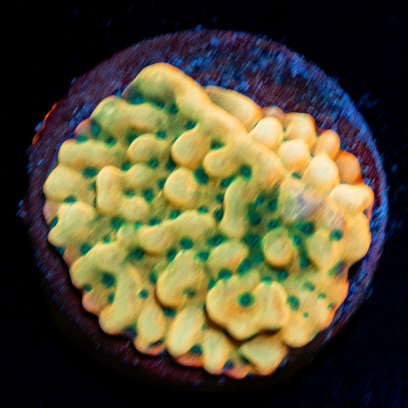 Beach Bum Montipora Coral with branching growth in reef aquarium