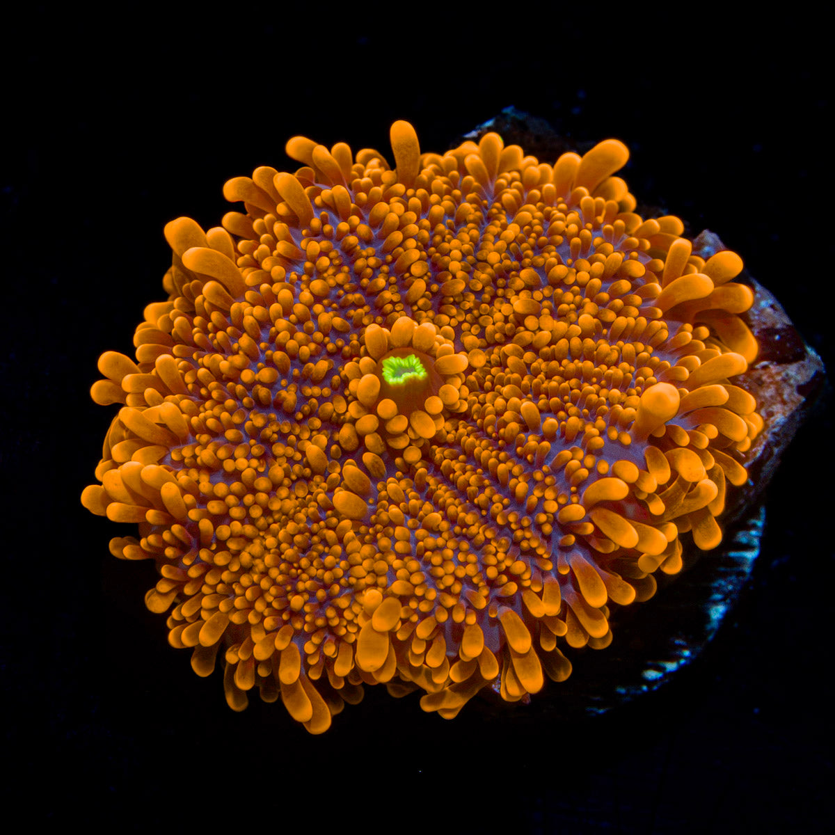 Sun Beam Yuma Mushroom Coral with mushroom disc in reef aquarium