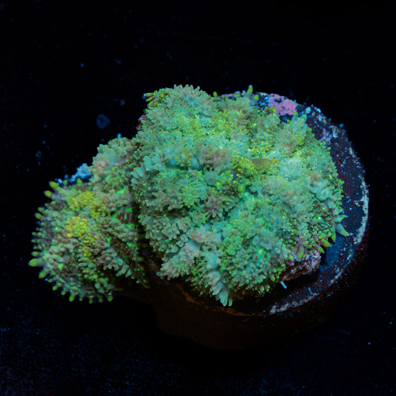 Carpet Bomb Mushroom Coral with mushroom disc in reef aquarium