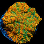 Tequila Sunrise Rhodactis Mushroom Coral with colorful mushroom disc in reef aquarium