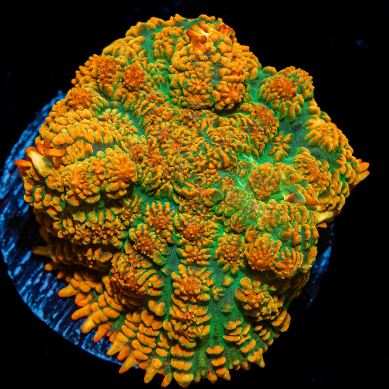 Tequila Sunrise Rhodactis Mushroom Coral with colorful mushroom disc in reef aquarium