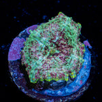 Pink Confetti Mushroom Coral with distinctive mushroom disc in reef aquarium