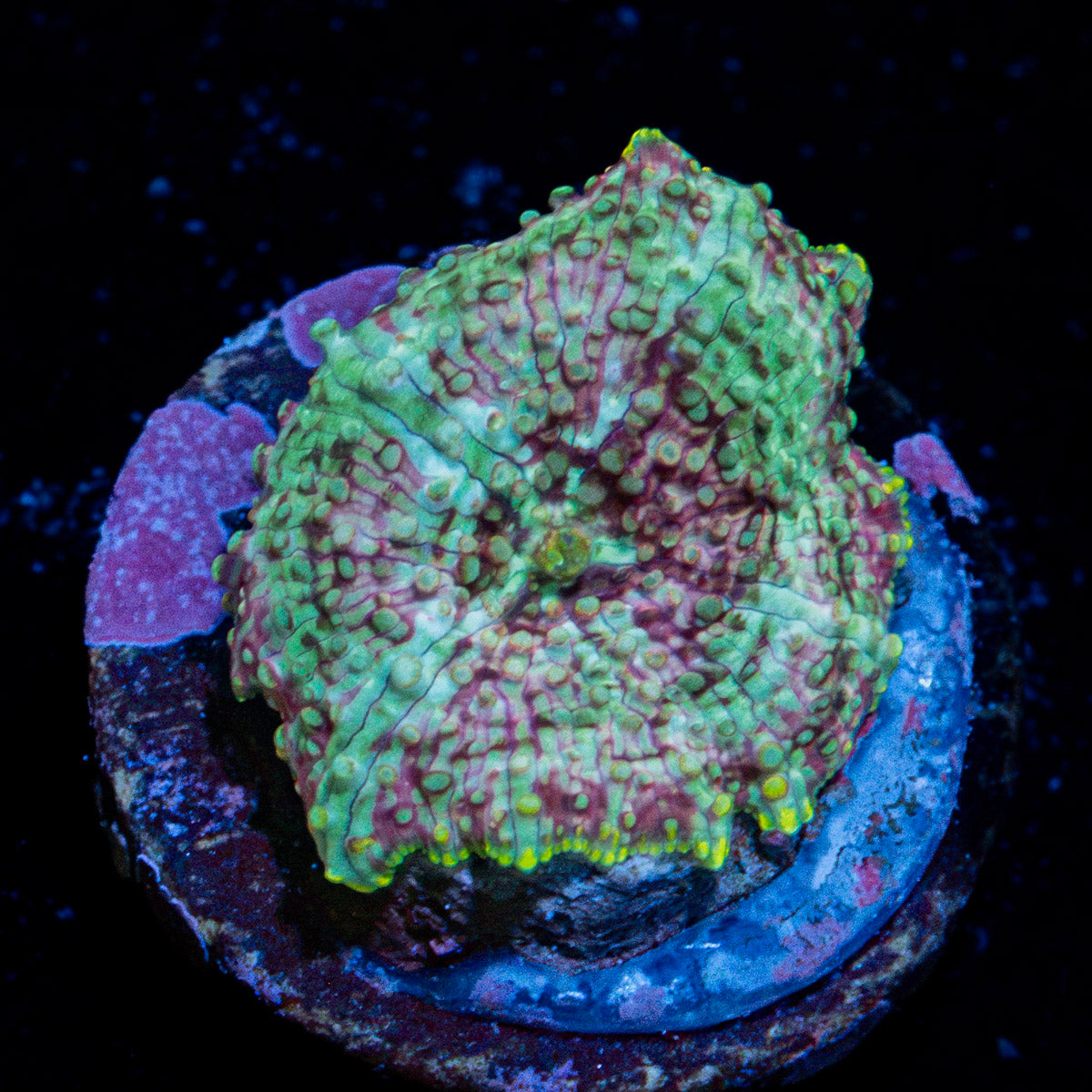 Pink Confetti Mushroom Coral with distinctive mushroom disc in reef aquarium