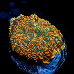 Orange Mamba Mushroom coral with mushroom disc in reef aquarium