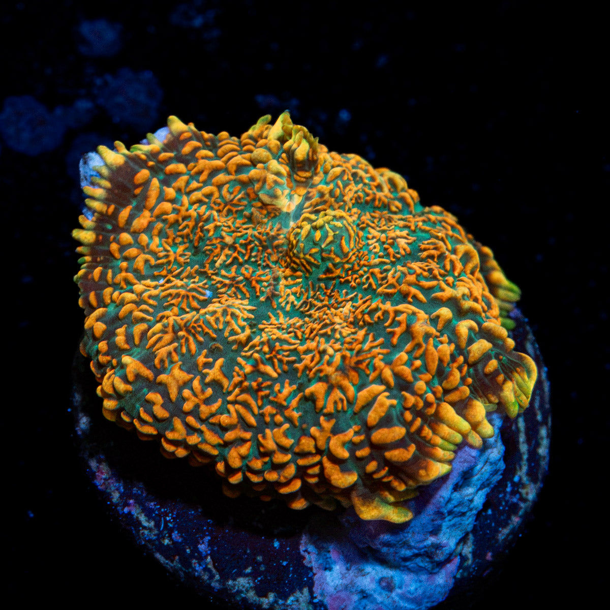 Orange Mamba Mushroom coral with mushroom disc in reef aquarium
