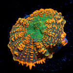 Charizard Mushroom Coral with orange mushroom disc in reef aquarium