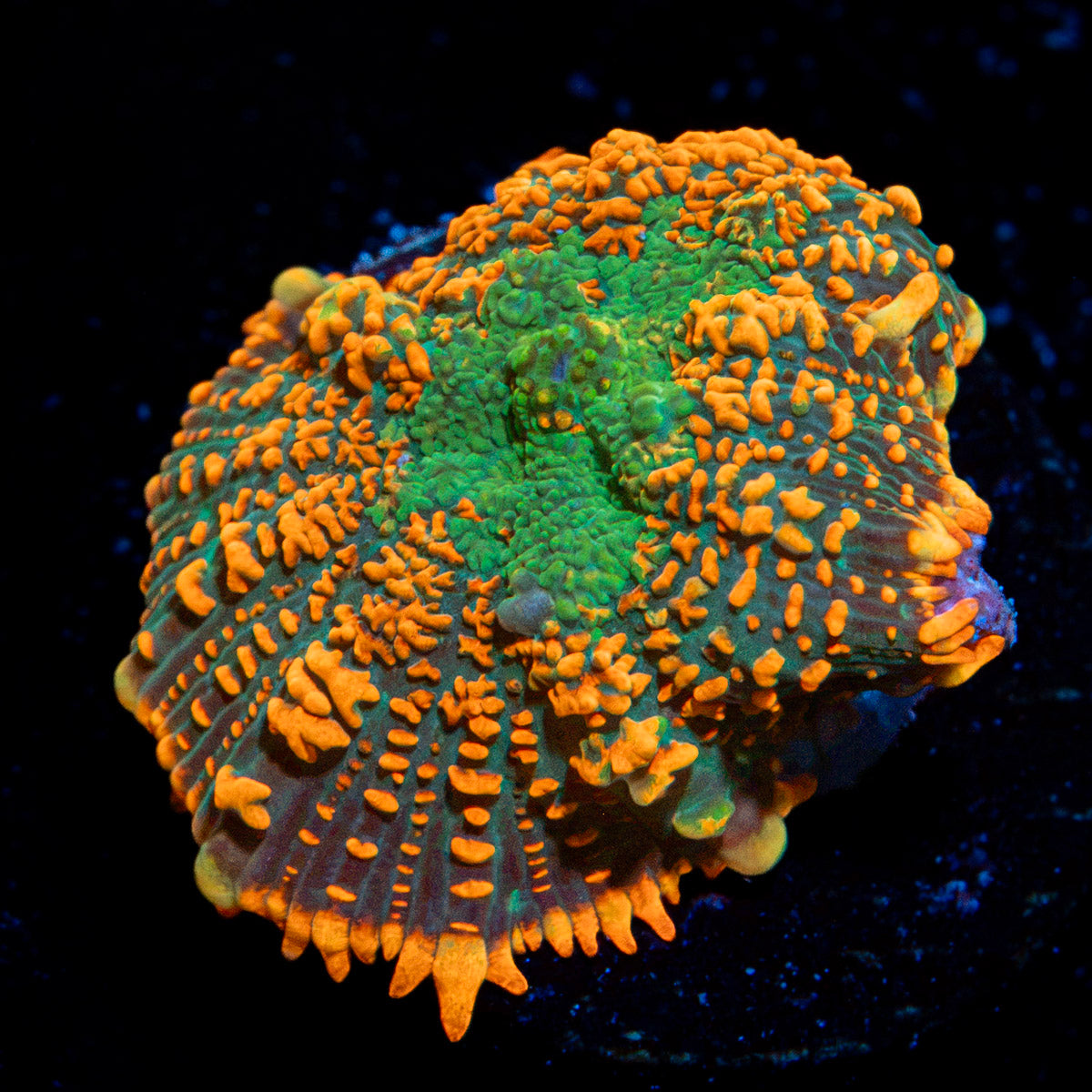 Charizard Mushroom Coral with orange mushroom disc in reef aquarium