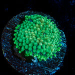 Green Ricordea Mushroom Coral with mushroom disc in reef aquarium