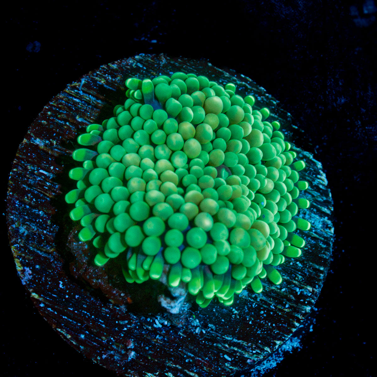 Green Ricordea Mushroom Coral with mushroom disc in reef aquarium