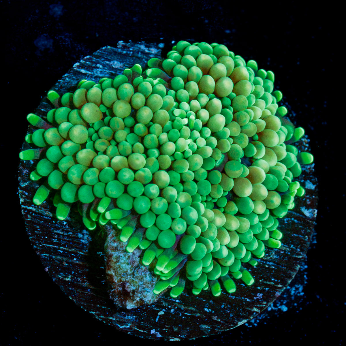 Green Ricordea Mushroom Coral with mushroom disc in reef aquarium