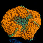 Orange Ricordea Mushroom Coral with mushroom disc in reef aquarium