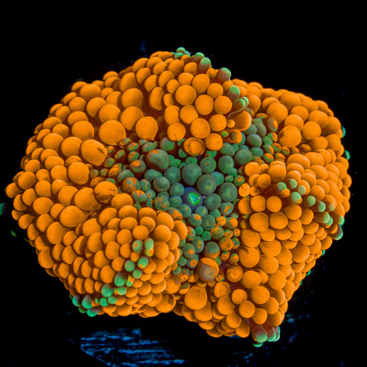 Orange Ricordea Mushroom Coral with mushroom disc in reef aquarium