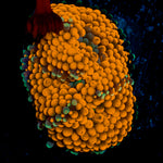Orange Ricordea Mushroom Coral with mushroom disc in reef aquarium