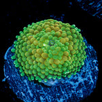 Lime Ricordea Mushroom Coral with mushroom disc in reef aquarium