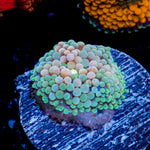 Pinky Ricordea Mushroom Coral with mushroom disc in reef aquarium