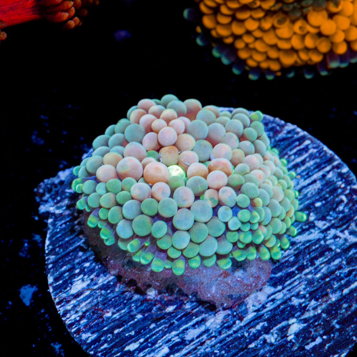 Pinky Ricordea Mushroom Coral with mushroom disc in reef aquarium