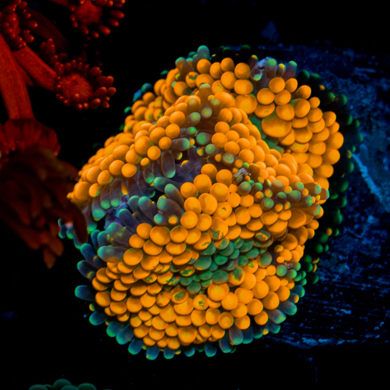 Orange Ricordea Mushroom Coral with mushroom disc in reef aquarium