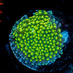 Lime Ricordea Mushroom Coral with mushroom disc in reef aquarium