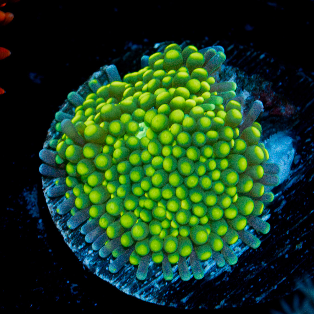 Lime Ricordea Mushroom Coral with mushroom disc in reef aquarium