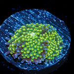 Lime Ricordea Mushroom Coral with mushroom disc in reef aquarium