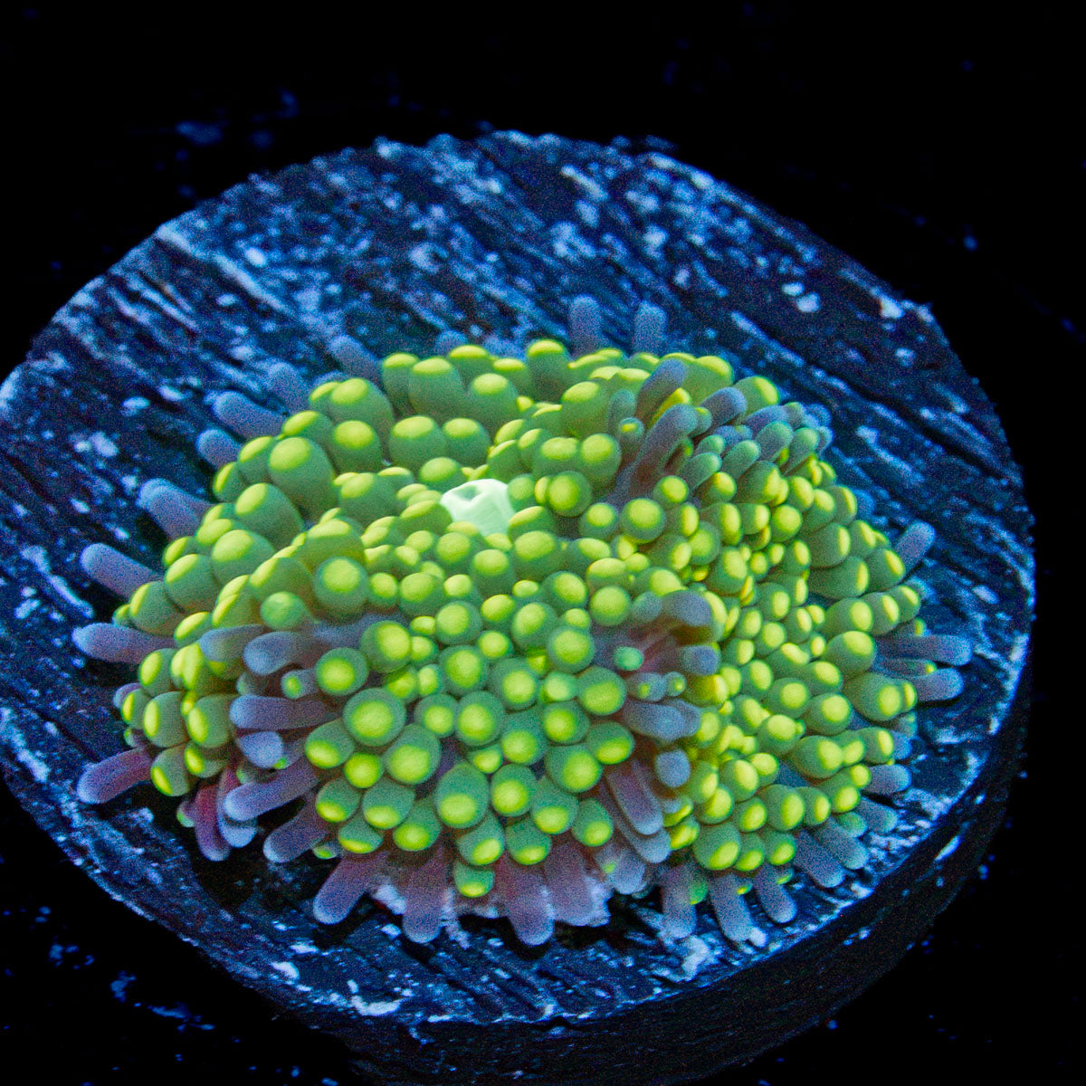 Lime Ricordea Mushroom Coral with mushroom disc in reef aquarium