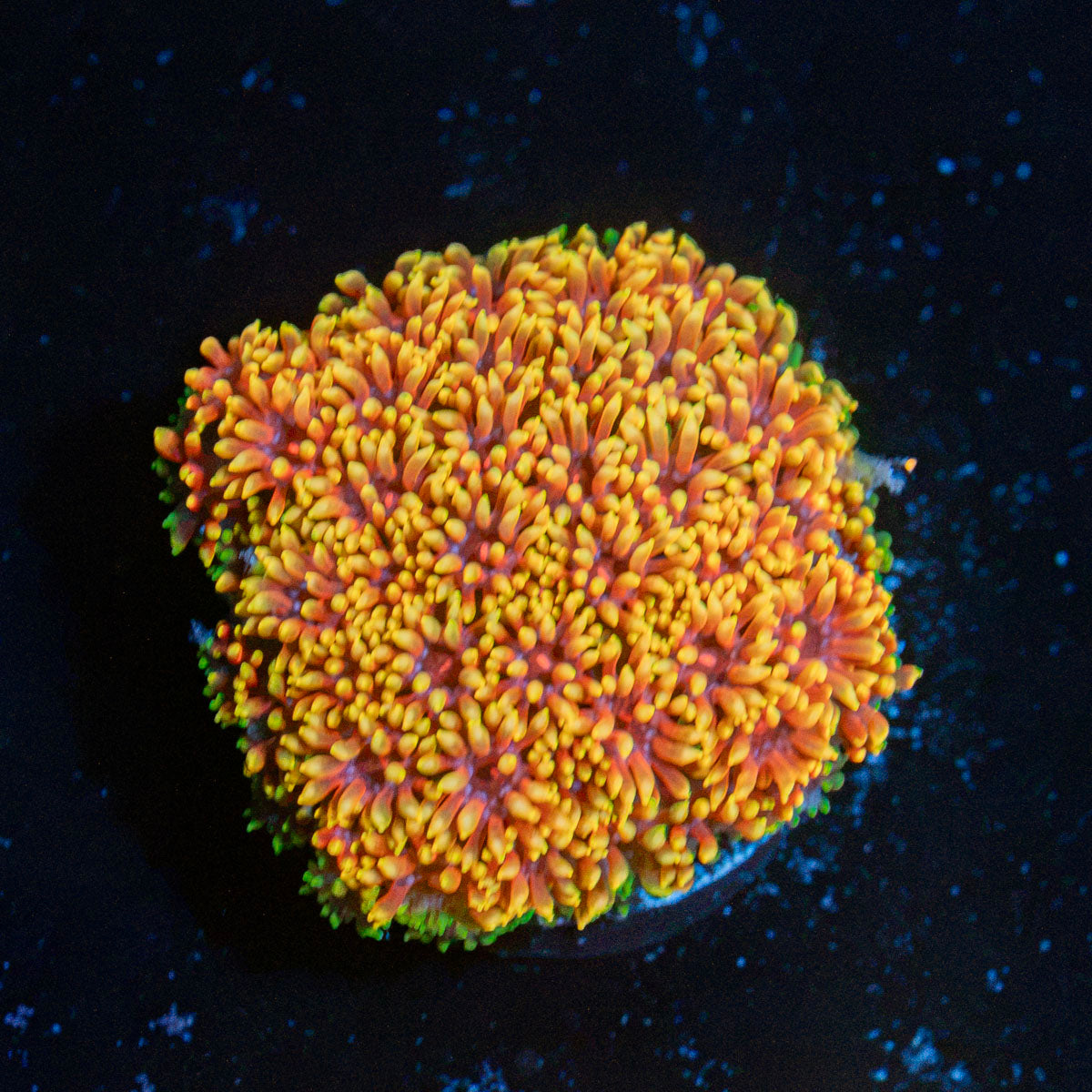 Rainbow Micro Goniopora Coral with flower-like polyps in reef aquarium