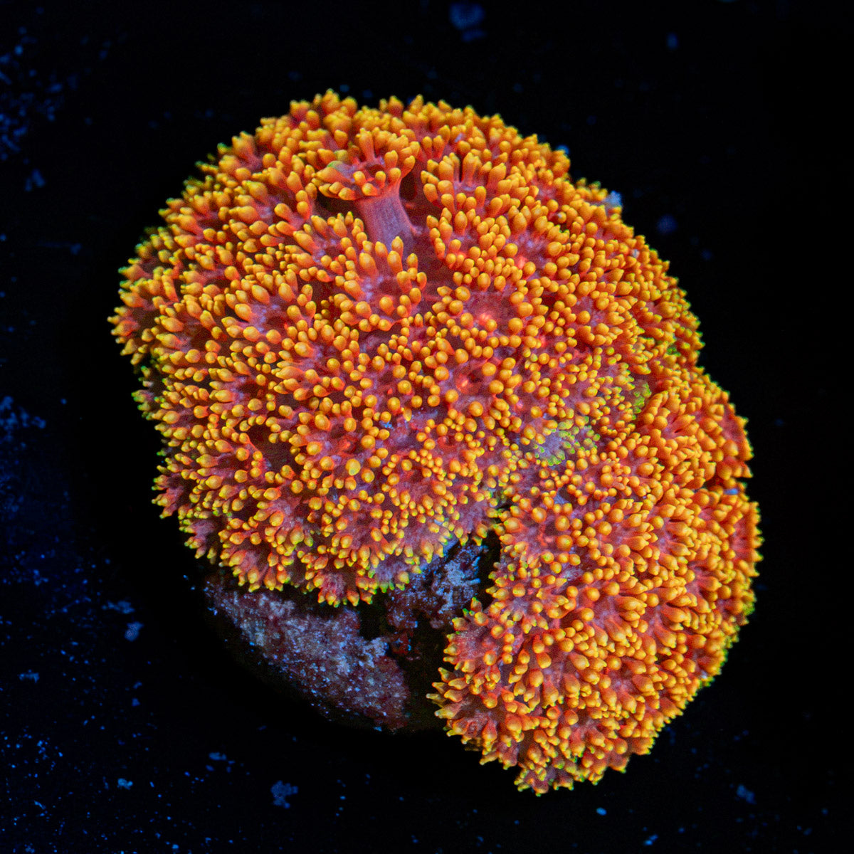 Rainbow Micro Goniopora Coral with flower-like polyps in reef aquarium