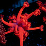 Red bull Goniopora Coral with flower-like polyps in reef aquarium