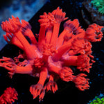 Red bull Goniopora Coral with flower-like polyps in reef aquarium