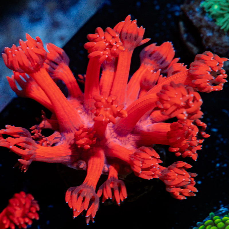 Red bull Goniopora Coral with flower-like polyps in reef aquarium