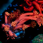 Iron Bandit Goniopora Coral with flower-like polyps in reef aquarium