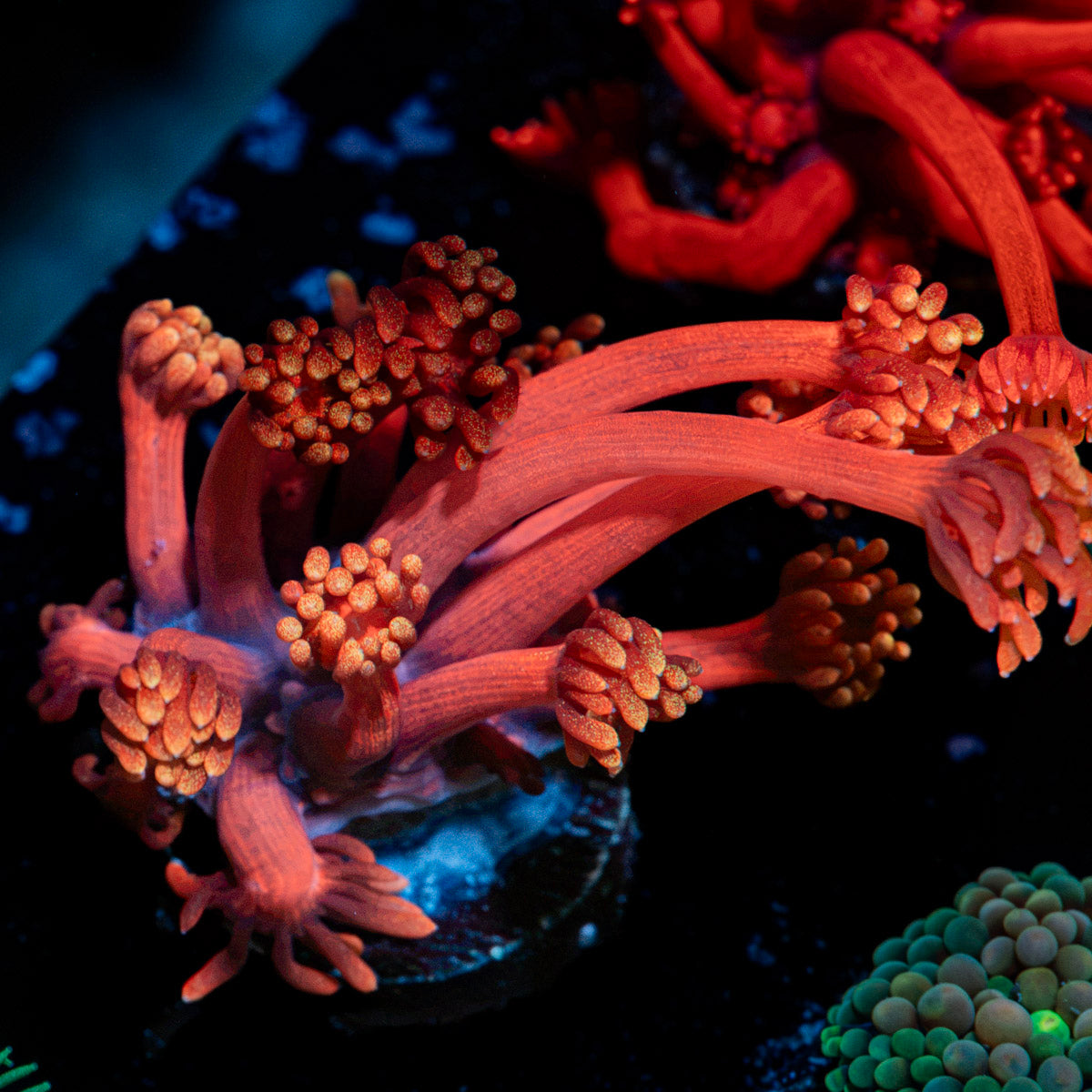 Iron Bandit Goniopora Coral with flower-like polyps in reef aquarium