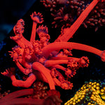 Red bull Goniopora Coral with flower-like polyps in reef aquarium