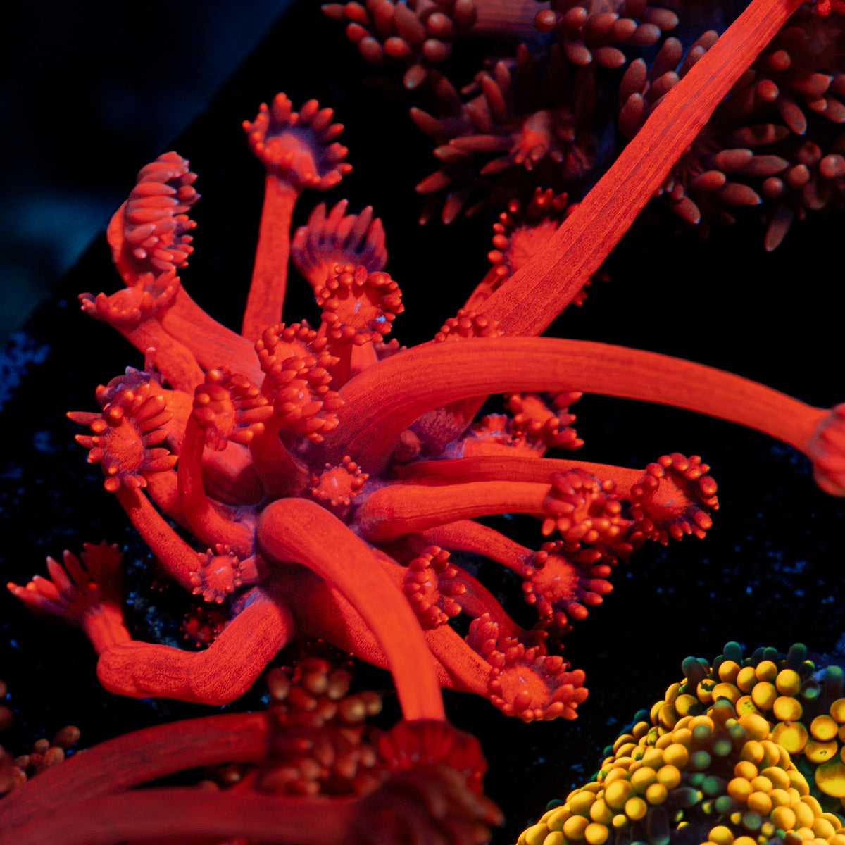Red bull Goniopora Coral with flower-like polyps in reef aquarium